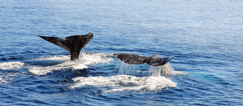 WhaleWatching