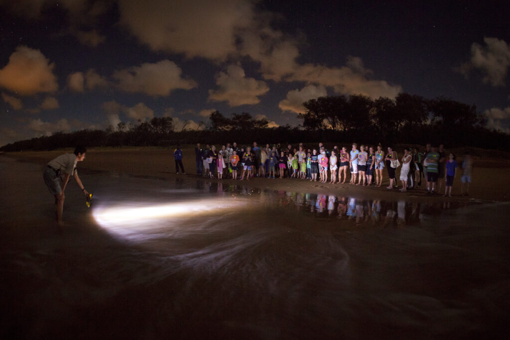Bargara Mon Repos Educational Tour Kangaroo Bus Lines